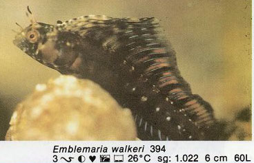 Emblemaria walkeri